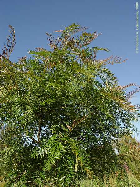 Grevillea robusta