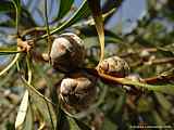 Hakea laurina