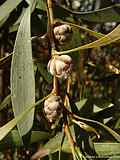 Hakea laurina