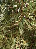 Hakea laurina