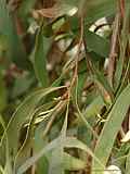 Hakea laurina