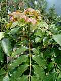 Hakea drupacea