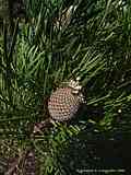 Isopogon dawsonii