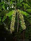 Macadamia ternifolia