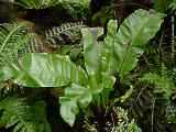 Asplenium nidus