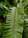 Aspleniaceae