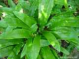 Asplenium scolopendrium