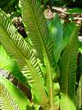 Asplenium scolopendrium