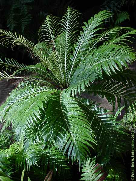 Blechnum moorei