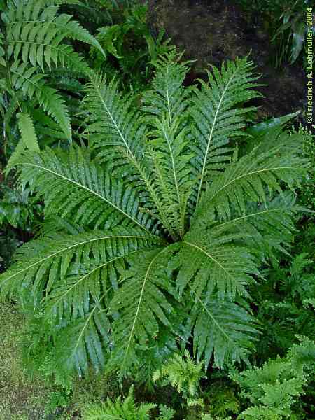 Blechnum moorei