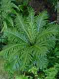 Blechnum moorei