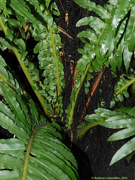 Blechnum brasiliense