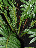 Blechnum brasiliense