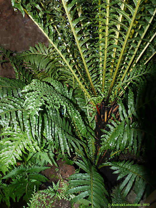 Blechnum brasiliense