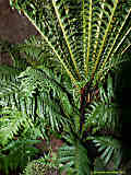 Blechnum brasiliense