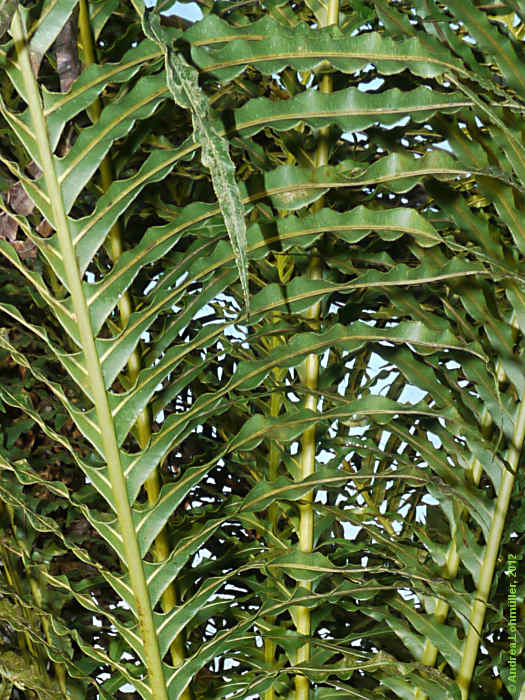 Blechnum brasiliense