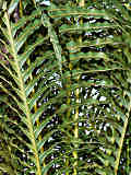 Blechnum brasiliense