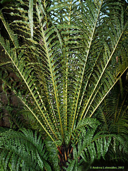 Blechnum brasiliense