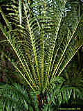 Blechnum brasiliense