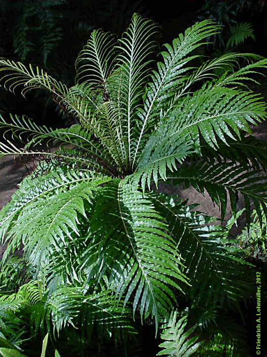 Blechnum moorei