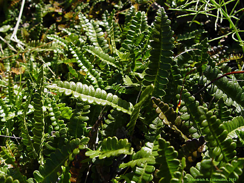 Blechnum penna-marina