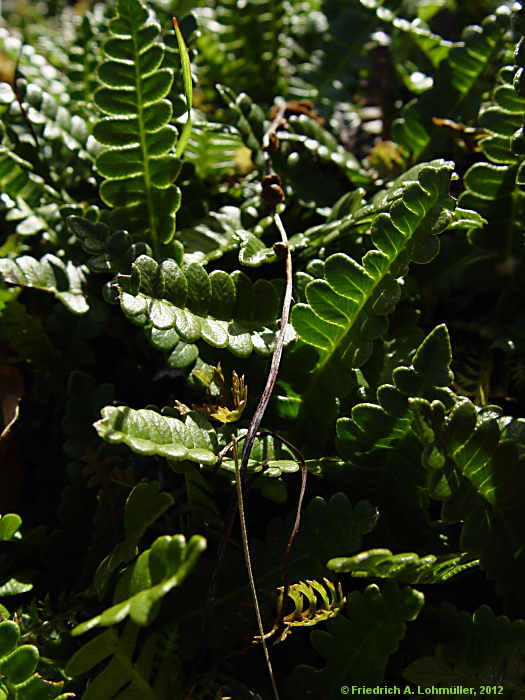 Blechnum penna-marina