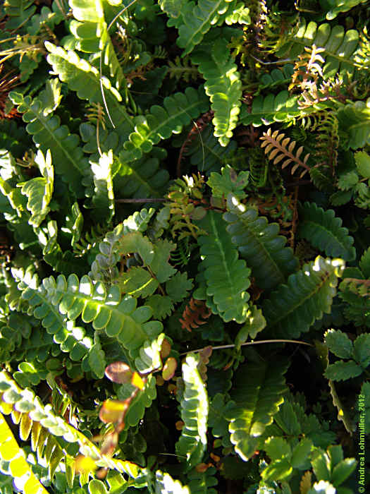 Blechnum penna-marina