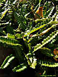 Blechnum penna-marina