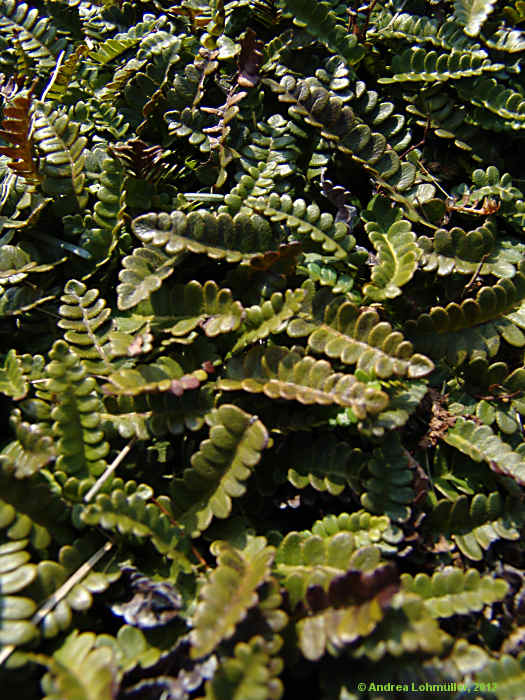 Blechnum penna-marina