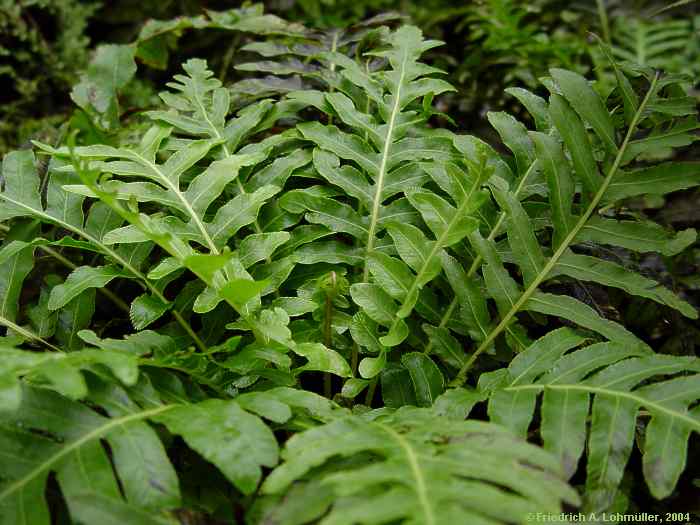 Blechnum moorei