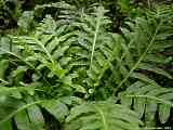 Blechnum moorei