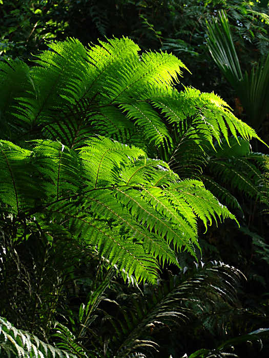 Sphaeropteris cooperi (syn. Alsophila cooperi, Cyathea cooperi)