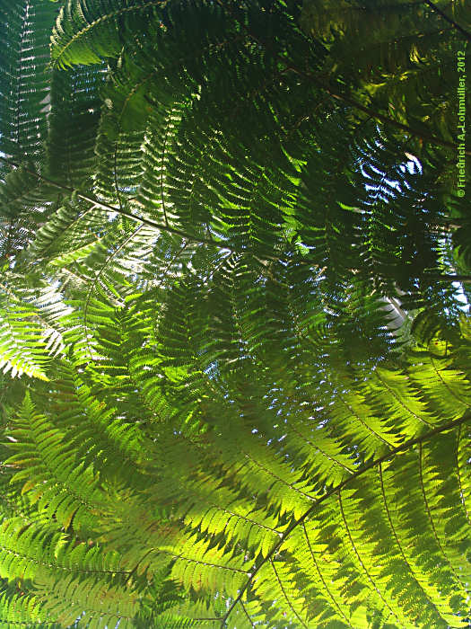 Sphaeropteris cooperi (syn. Alsophila cooperi, Cyathea cooperi)