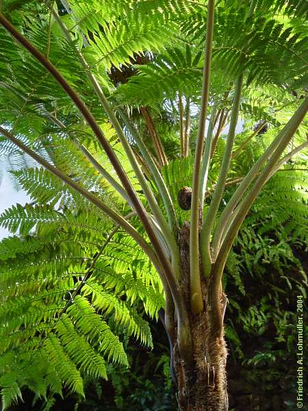 Sphaeropteris cooperi (syn. Alsophila cooperi, Cyathea cooperi)