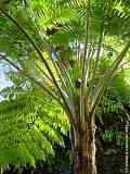 Cyatheaceae