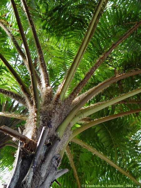 Sphaeropteris cooperi (syn. Alsophila cooperi, Cyathea cooperi)