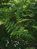 Pteridium aquilinum