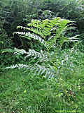 Pteridium