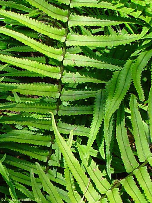 Dryopteris atrata
