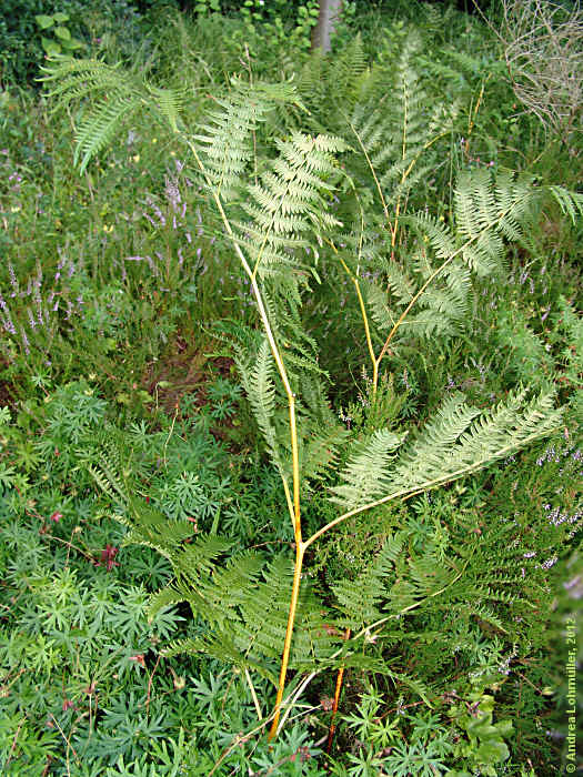 Dryopteris carthusiana