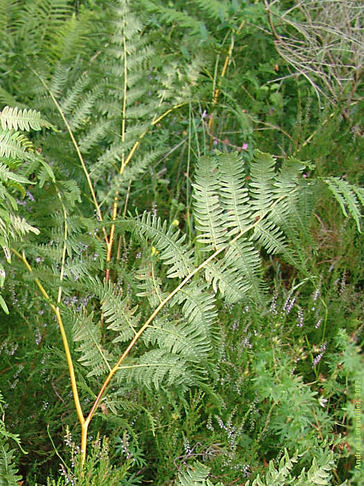 Dryopteris carthusiana