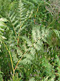 Dryopteris carthusiana