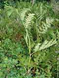 Dryopteris carthusiana