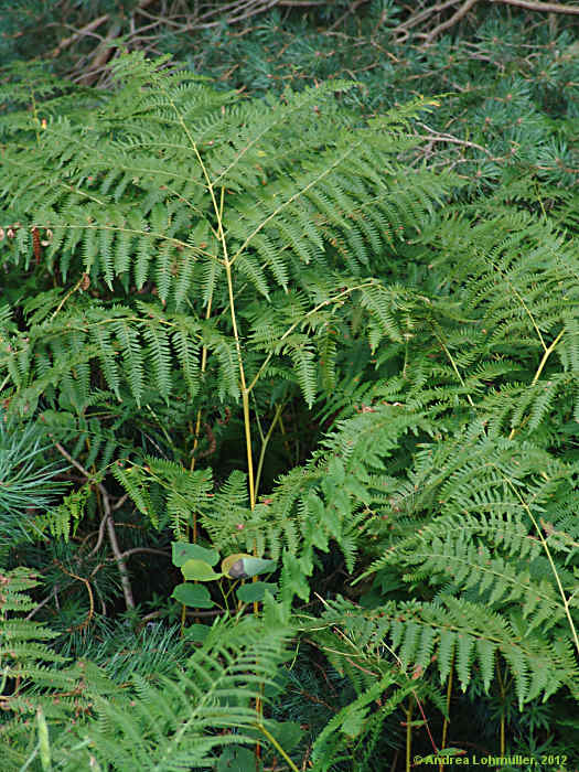Dryopteris carthusiana