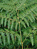 Dryopteris