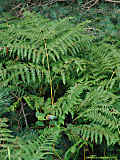 Dryopteris carthusiana