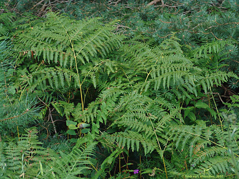 Dryopteris carthusiana