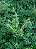 Dryopteris crassirhizoma