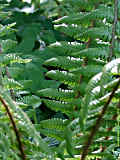 Dryopteris crassirhizoma