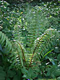 Dryopteris crassirhizoma